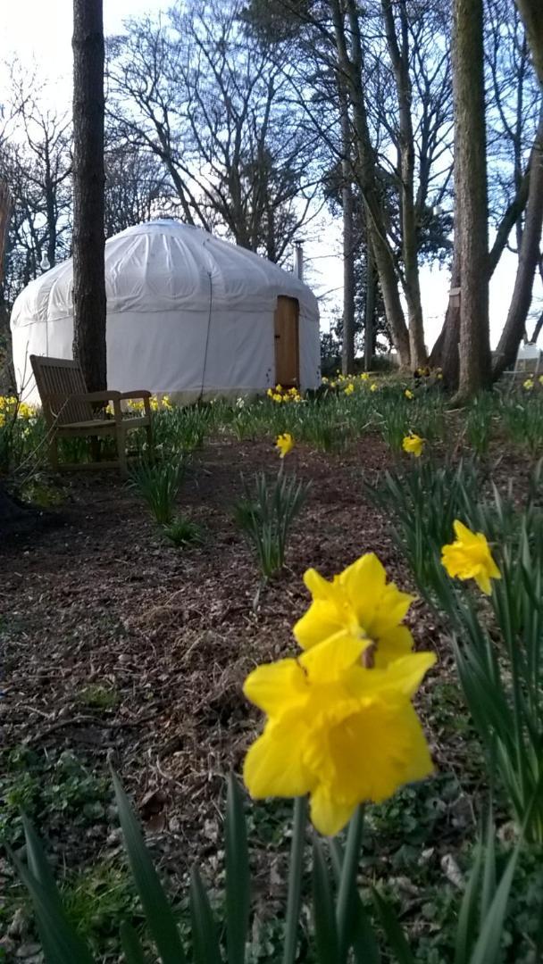 Gingerbread Cottage Yurts Dereham Exterior photo