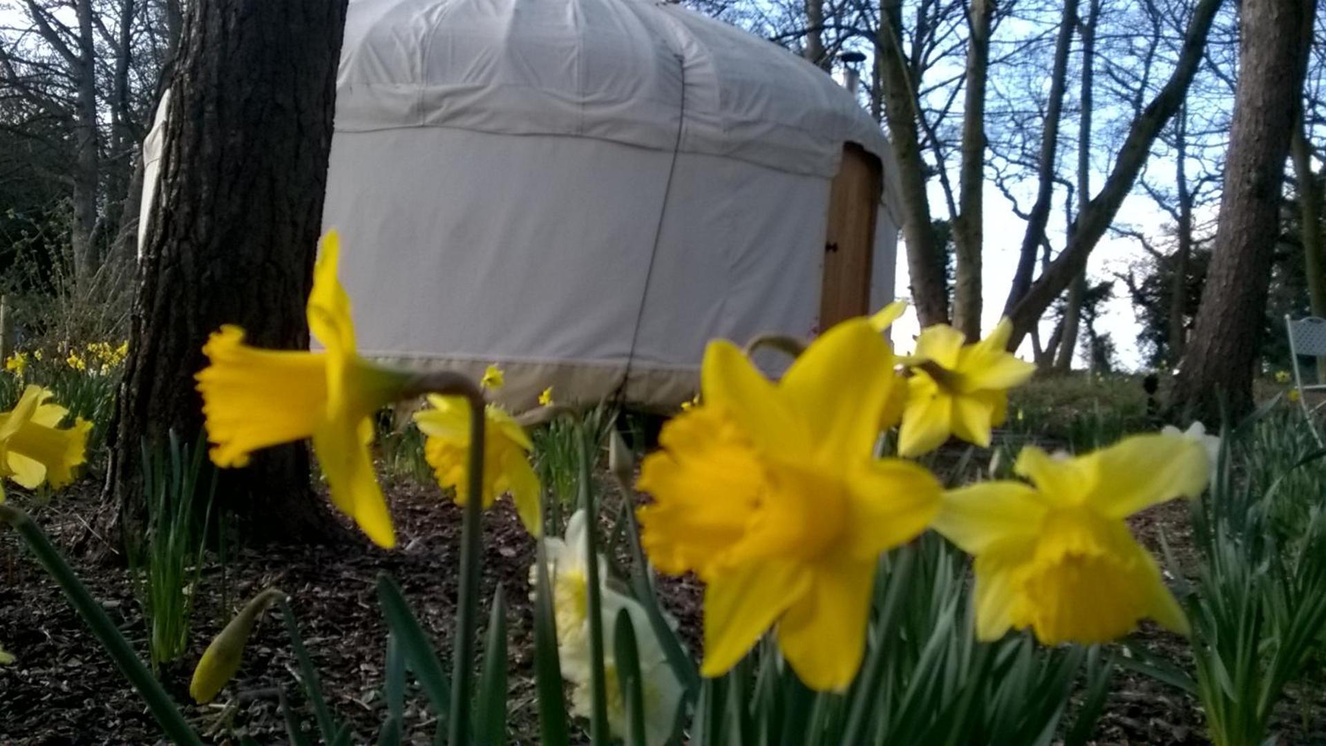 Gingerbread Cottage Yurts Dereham Exterior photo
